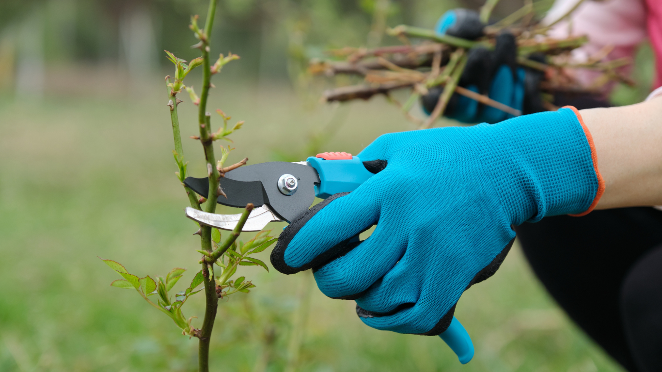 Beste Tuinhandschoenen Van 2025