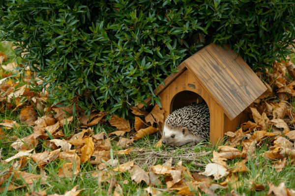 Beste Egelhuisjes Van 2025